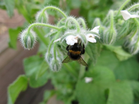 juli 2014 gurkört humla 2