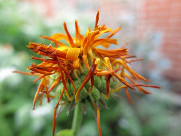 juli 2014 ringblomma 11