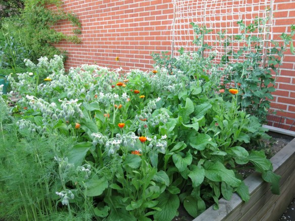 juli 2014 ringblomma gurkört 1