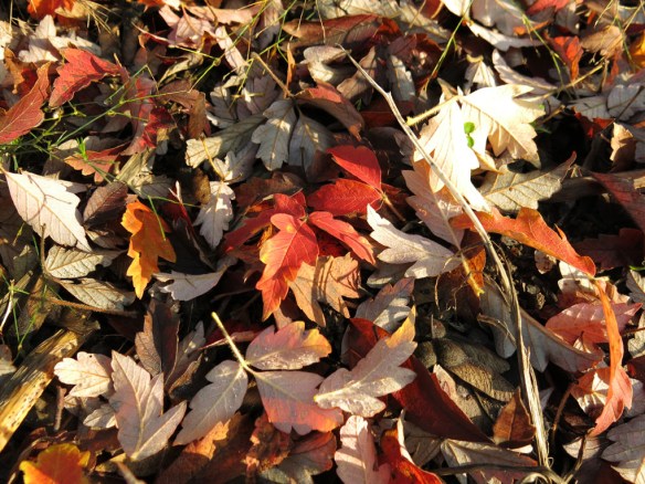 11 nov 14 kopparlönn 3