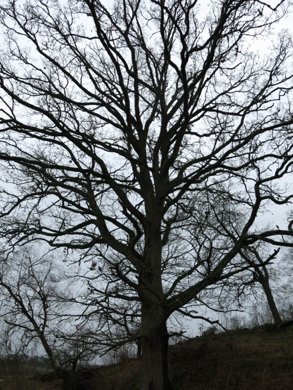 25 nov 14 promenad vatten bokskog 6