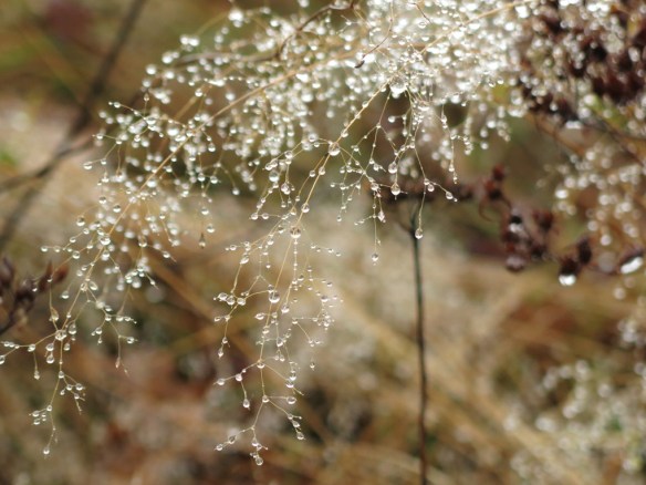 nov 14 gräs vattendroppar regn