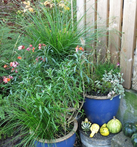 nov ingång krukodling 2