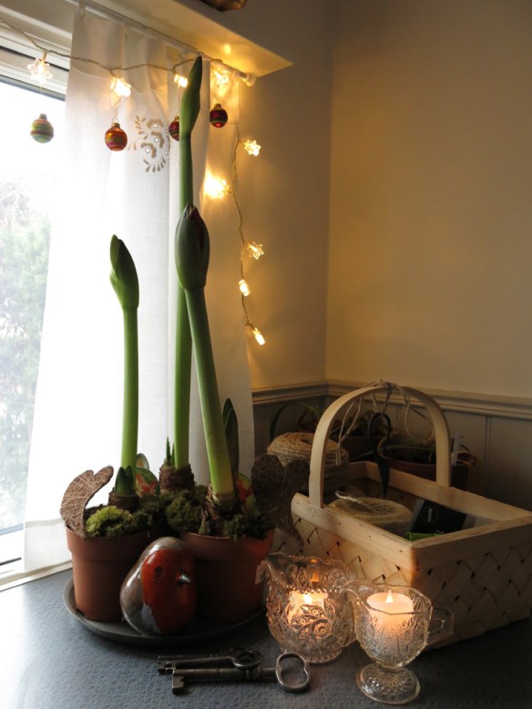 23 dec 14 boden arbetsbänk amaryllis