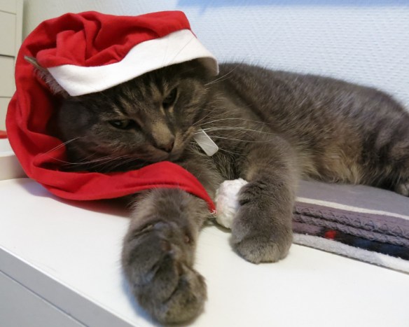 23 dec 14 katt tomteluva