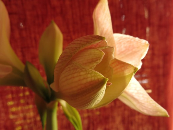 dec 14 okänd amaryllis 2