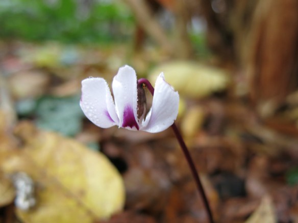 20 nov 14 cyklamen cyclamen coum