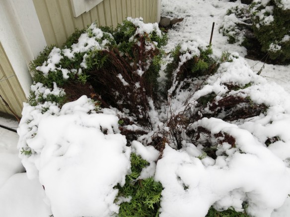 21 jan 15 bolltuja snö