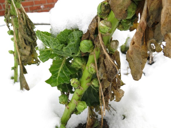 21 jan 15 brysselkål