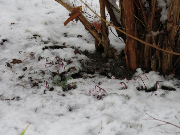 21 jan 15 cyklamen snö 1