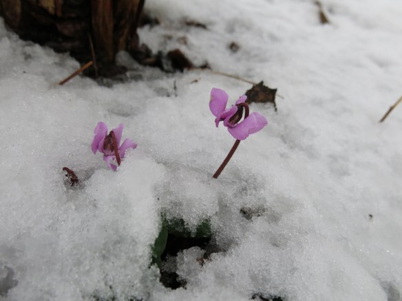21 jan 15 cyklamen snö 2
