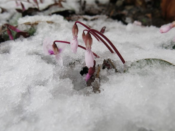 21 jan 15 cyklamen snö 3