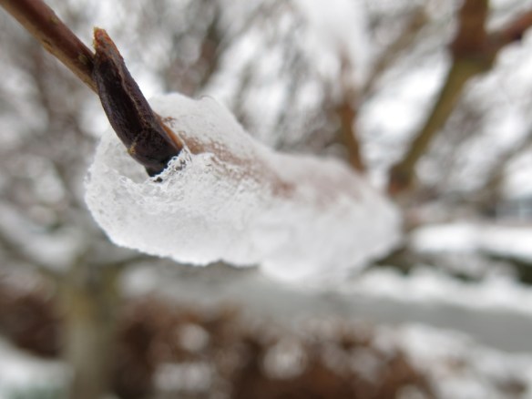 21 jan 15 snö is carmencitarönn 2