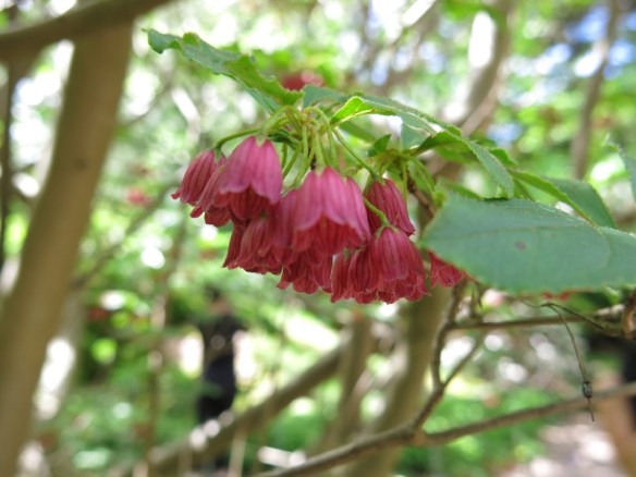 24 maj 14 botan 10 rödblommig klockbuske