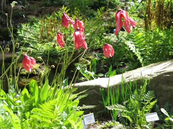 24 maj 14 botan 19 meconopsis aff punicea