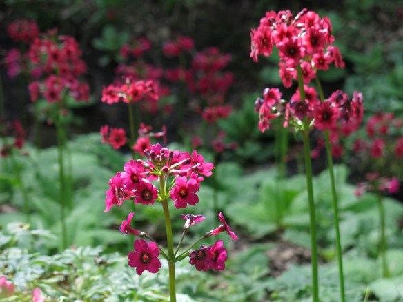 24 maj 14 botan 23 doftviva