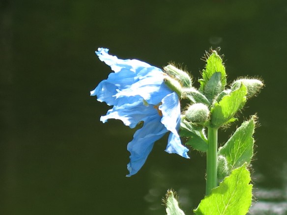 24 maj 14 botan 24 blå vallmo 'Lingholm'