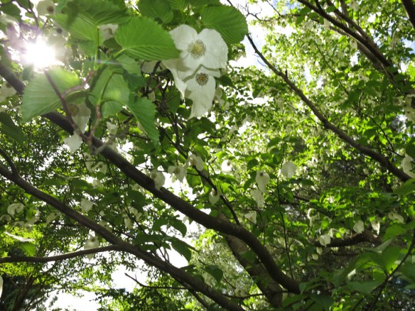 24 maj 14 botan 8 näsduksträd