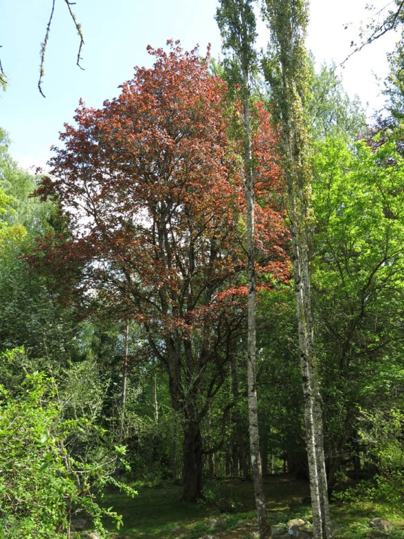 Alphems arboretum 17