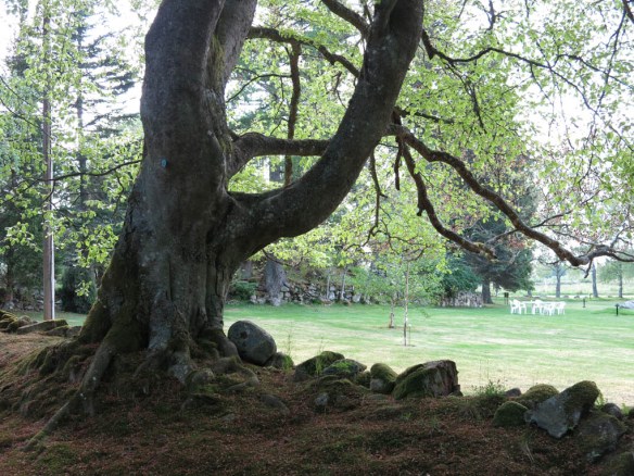 Alphems arboretum 18