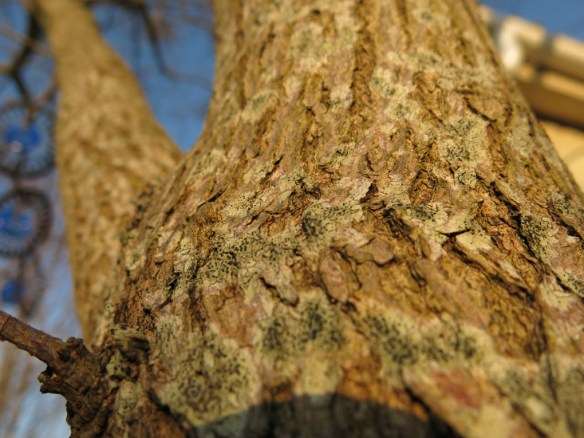 10 feb 15 ginnalalönn 2