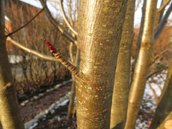 10 feb 15 ullungrönn dodong 1