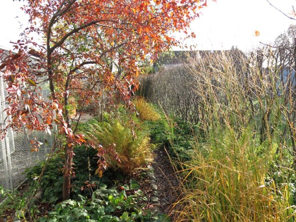 trädhörnet, prydnadsapel 'Freja'.