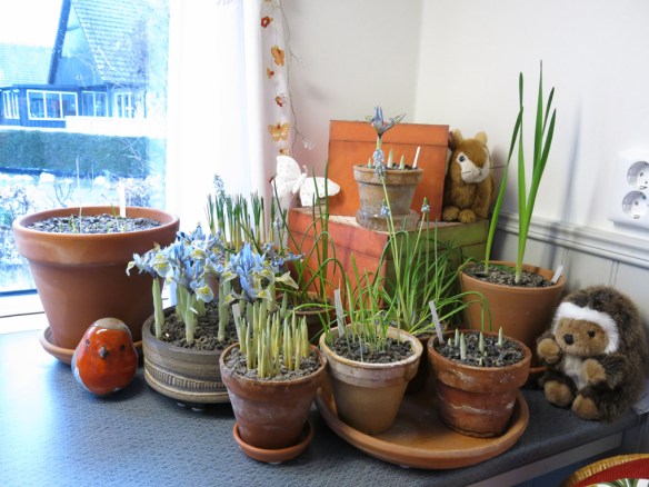 5 feb 15 trädgårdsbod trädgårdsrum vårblommor våriris katharine hodgkin