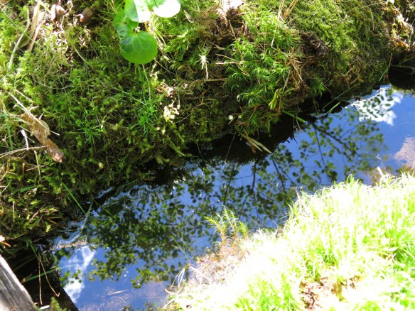 STA riksmöte växjö 2014 stass trädgård 9 bild 10