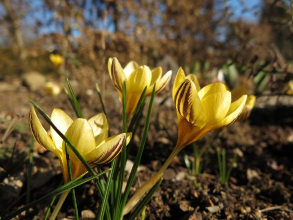 12 mars 15 vårtecken gul strimmig krokus