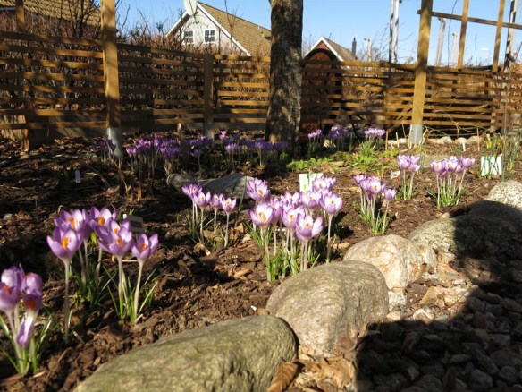 12 mars 15 vårtecken krokus skära rabatten