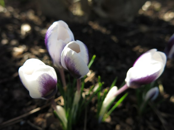 12 mars 15 vårtecken vit lila krokus prins claus