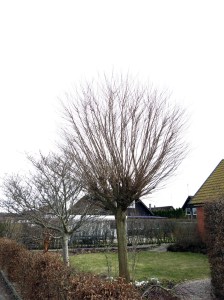 22 mars 15 klotrobinia