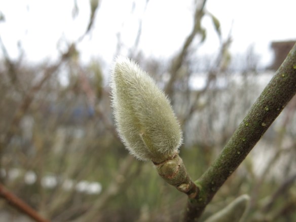 22 mars 15 praktmagnolia knopp