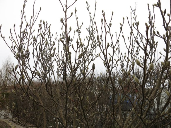 22 mars 15 praktmagnolia