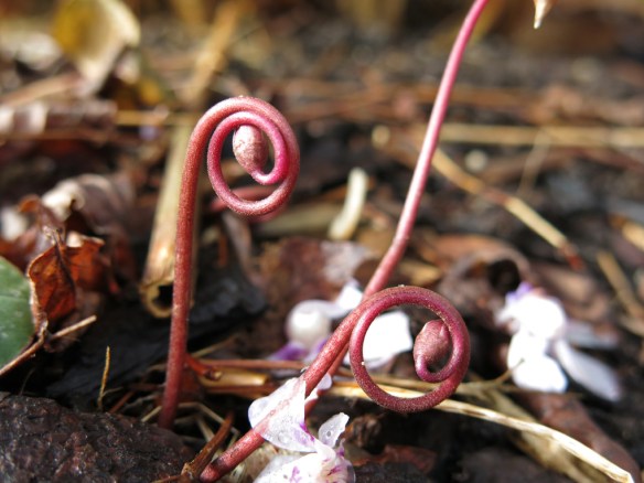 Dvärgcyklamen frökapslar