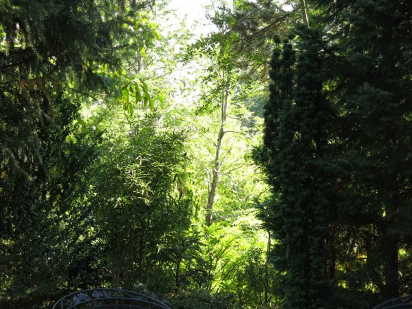 6 sep 14 trädgård IK 5