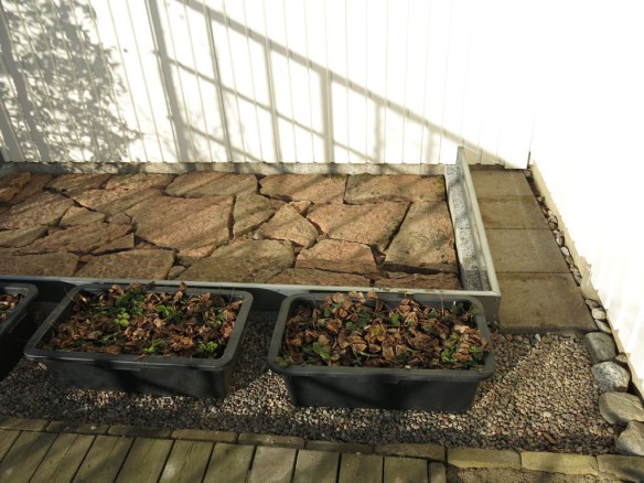 8 mars 15 växthus stenläggning 2