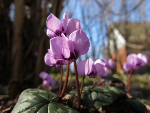 8 mars 15 vårtecken dvärgcyklamen 1