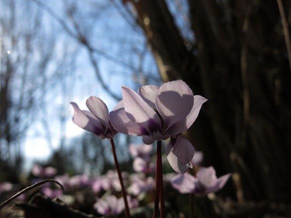 8 mars 15 vårtecken dvärgcyklamen 2