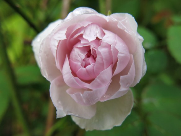 Austinros 'Heritage'