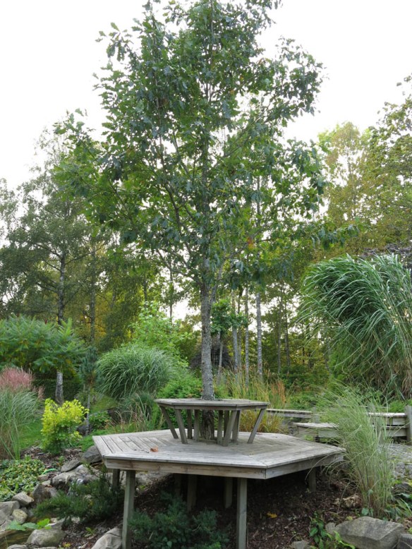 sep 2014 trädgård z10