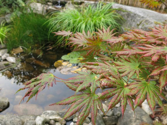 sep 2014 trädgård z9