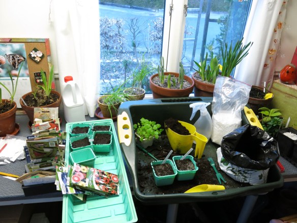 trädgårdsrum trädgårdsbod frösådd mars 15