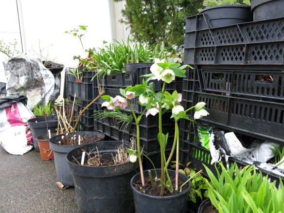 15 april 15 plantor kusin