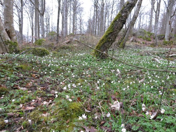 16 april 15 vitsippor 1