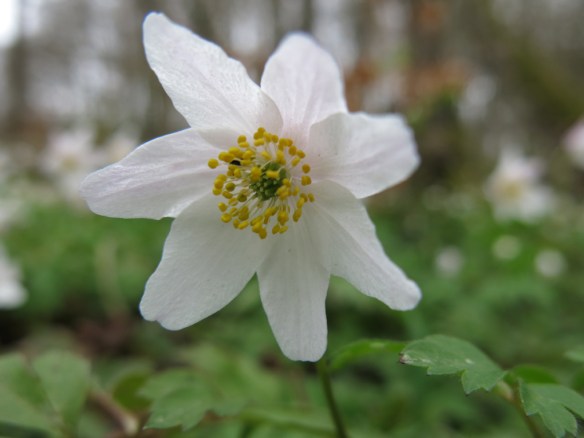 16 april 15 vitsippor 2