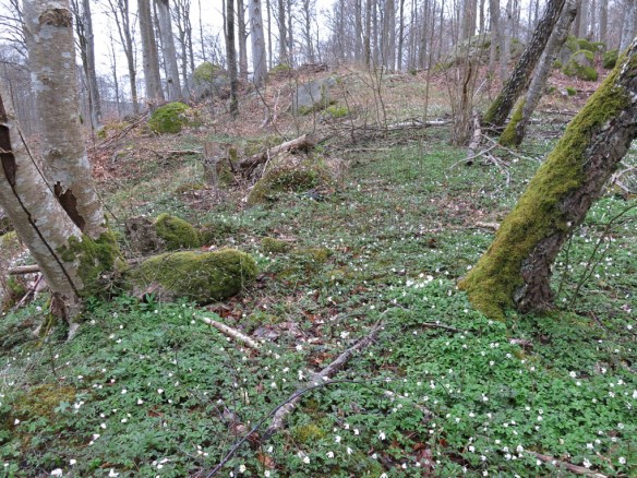 16 april 15 vitsippor 6