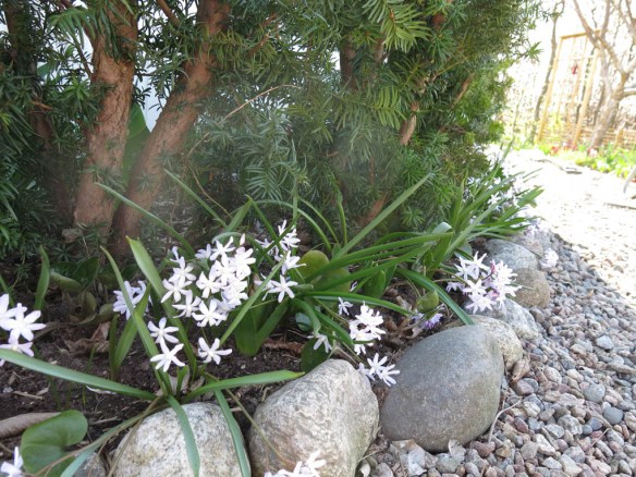 23 april 15 idegran rosa vårstjärna