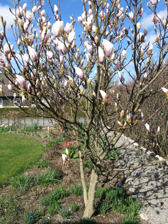 23 april 15 praktmagnolia pärlhyacint